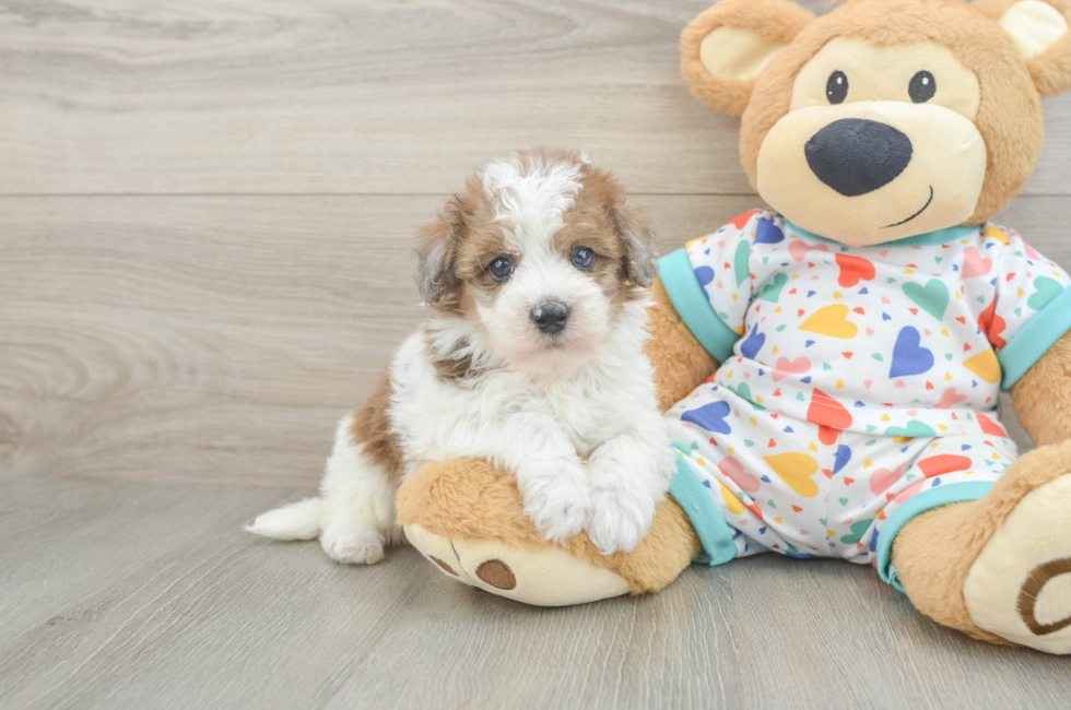 6 week old Havapoo Puppy For Sale - Pilesgrove Pups