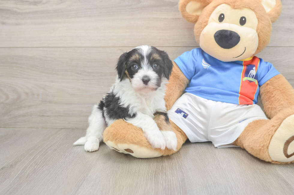 5 week old Havapoo Puppy For Sale - Pilesgrove Pups