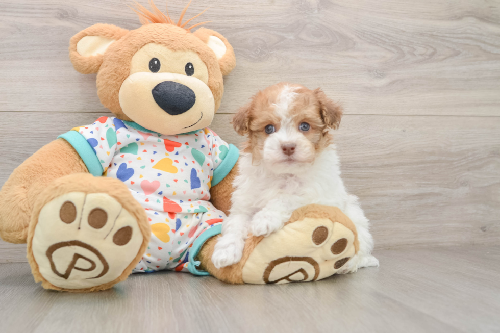 Smart Havapoo Poodle Mix Pup