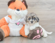 9 week old Havapoo Puppy For Sale - Pilesgrove Pups