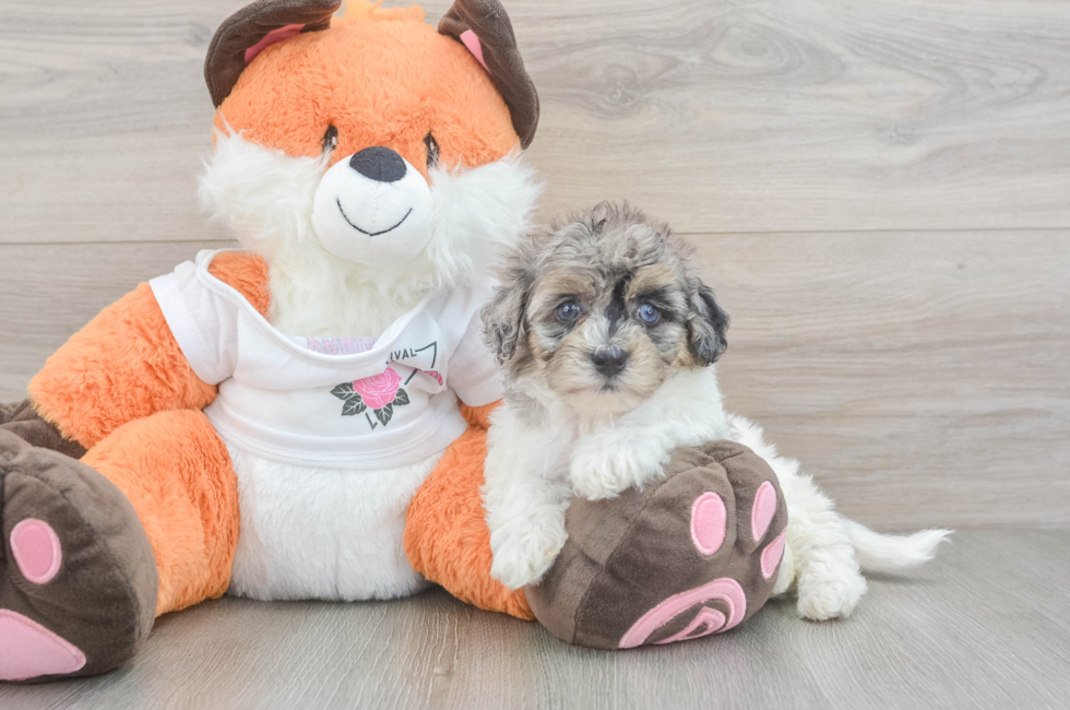 5 week old Havapoo Puppy For Sale - Pilesgrove Pups
