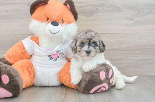 Havapoo Puppy for Adoption
