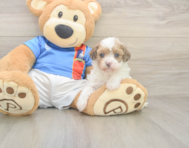 8 week old Havapoo Puppy For Sale - Pilesgrove Pups