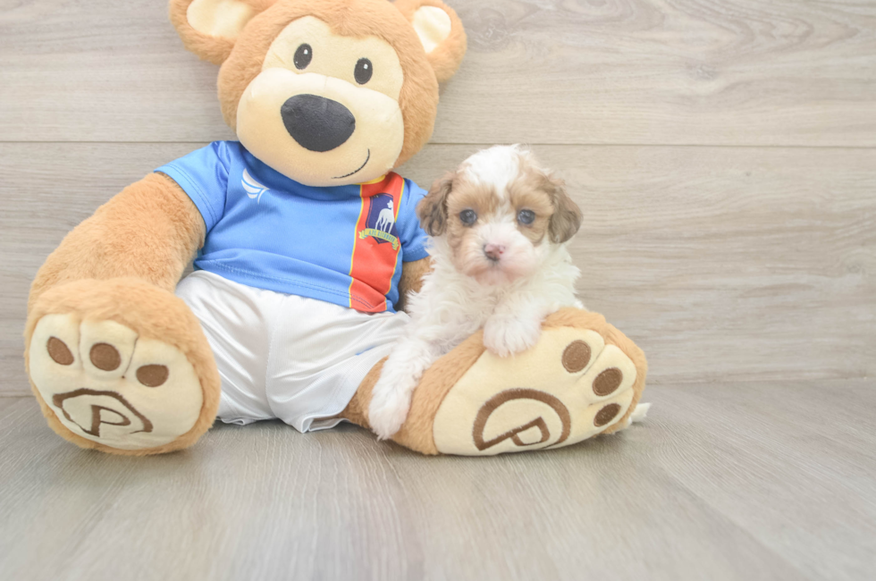 5 week old Havapoo Puppy For Sale - Pilesgrove Pups