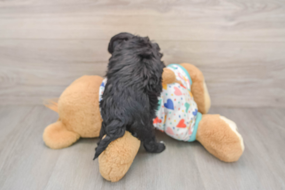 Little Havadoodle Poodle Mix Puppy