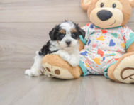 8 week old Havapoo Puppy For Sale - Pilesgrove Pups