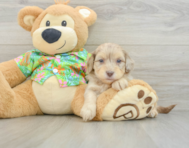 7 week old Havapoo Puppy For Sale - Pilesgrove Pups