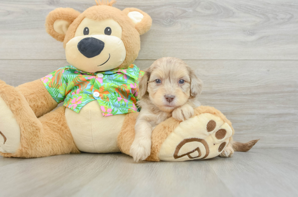 5 week old Havapoo Puppy For Sale - Pilesgrove Pups