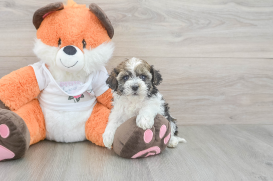 Havapoo Pup Being Cute