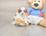 8 week old Havapoo Puppy For Sale - Pilesgrove Pups
