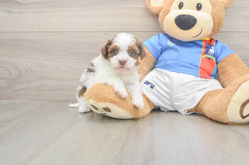 5 week old Havapoo Puppy For Sale - Pilesgrove Pups