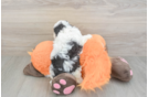 Cute Havapoo Baby