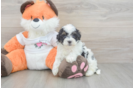 Havapoo Pup Being Cute