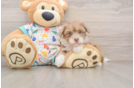 Best Havapoo Baby