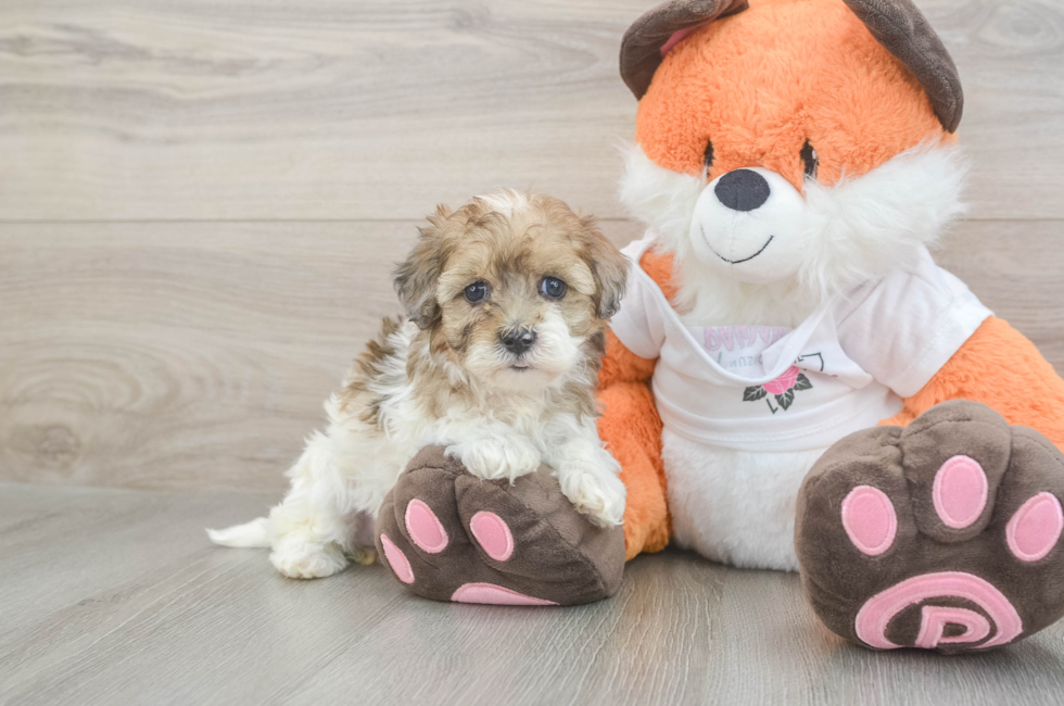 5 week old Havapoo Puppy For Sale - Pilesgrove Pups