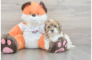 Havapoo Puppy for Adoption