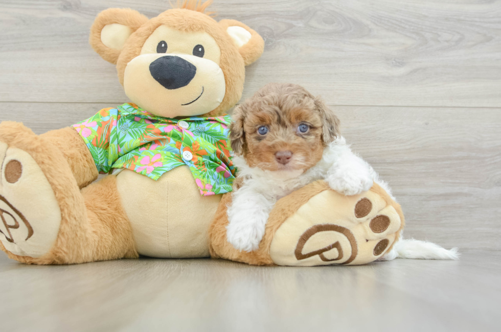 5 week old Havapoo Puppy For Sale - Pilesgrove Pups