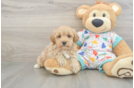Havapoo Puppy for Adoption