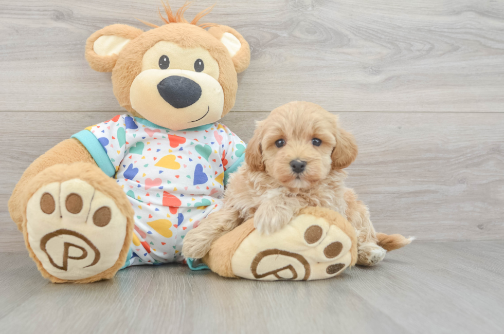 5 week old Havapoo Puppy For Sale - Pilesgrove Pups