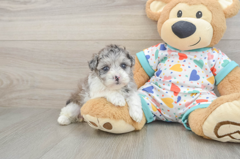 5 week old Havapoo Puppy For Sale - Pilesgrove Pups