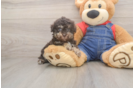Havapoo Pup Being Cute