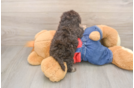 Smart Havapoo Poodle Mix Pup