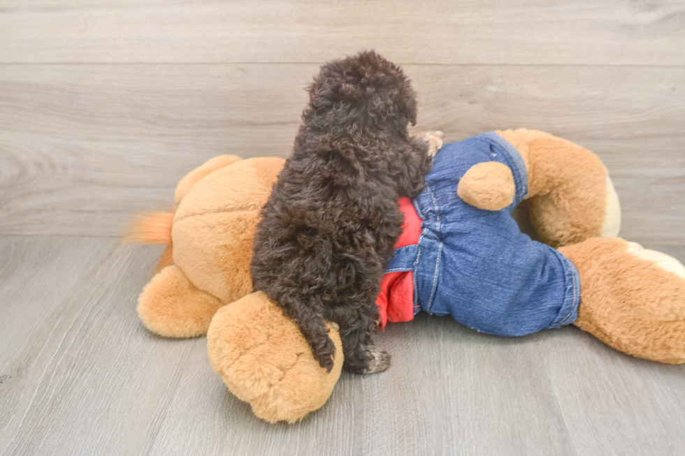 Smart Havapoo Poodle Mix Pup