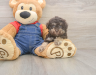 7 week old Havapoo Puppy For Sale - Pilesgrove Pups