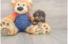 Havapoo Pup Being Cute