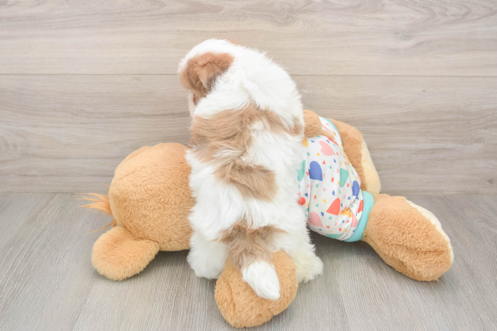 Smart Havapoo Poodle Mix Pup