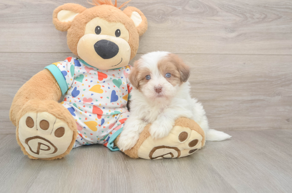 5 week old Havapoo Puppy For Sale - Pilesgrove Pups