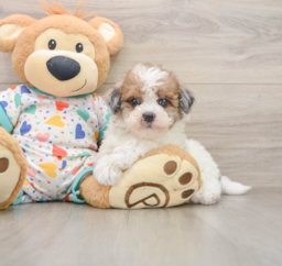 7 week old Havapoo Puppy For Sale - Pilesgrove Pups