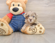 8 week old Havapoo Puppy For Sale - Pilesgrove Pups