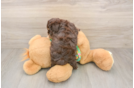 Havapoo Puppy for Adoption