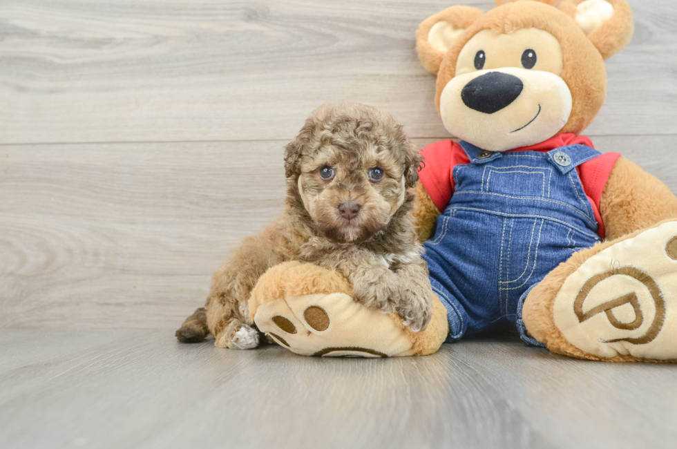 5 week old Havapoo Puppy For Sale - Pilesgrove Pups