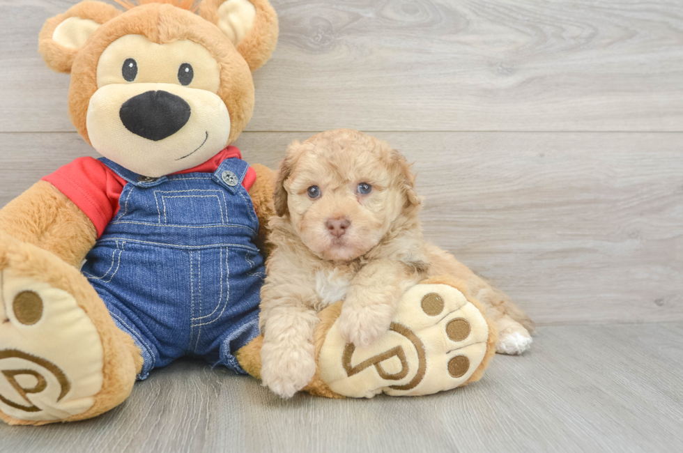 6 week old Havapoo Puppy For Sale - Pilesgrove Pups
