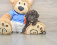 7 week old Havapoo Puppy For Sale - Pilesgrove Pups