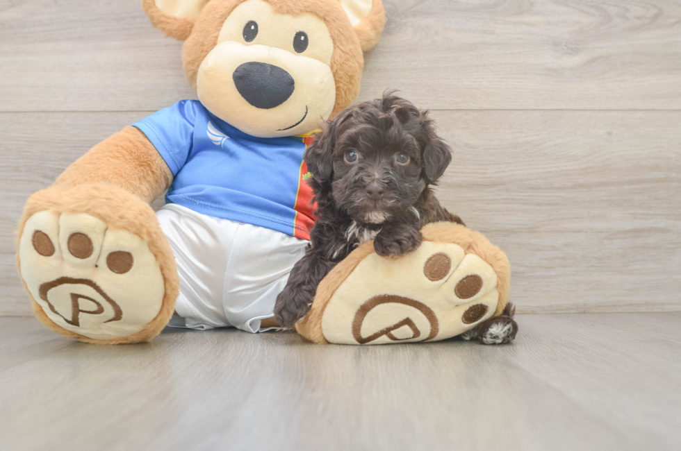 5 week old Havapoo Puppy For Sale - Pilesgrove Pups
