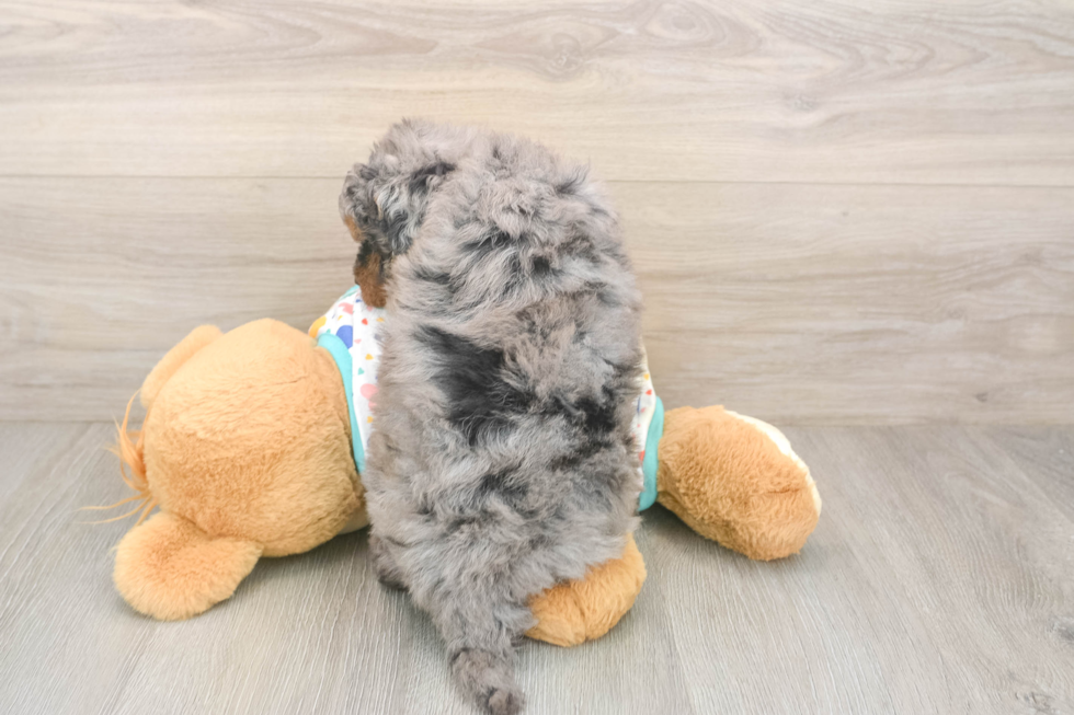 Havapoo Puppy for Adoption