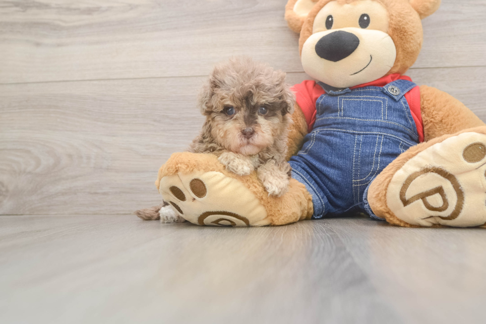 Hypoallergenic Havadoodle Poodle Mix Puppy