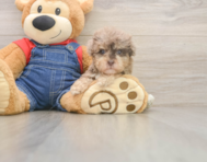 7 week old Havapoo Puppy For Sale - Pilesgrove Pups