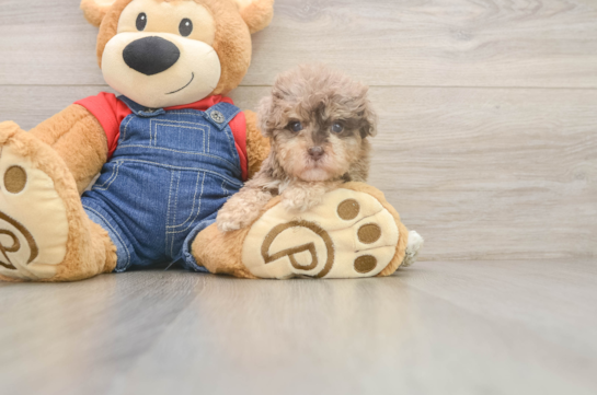 Havapoo Puppy for Adoption