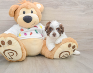 7 week old Havapoo Puppy For Sale - Pilesgrove Pups