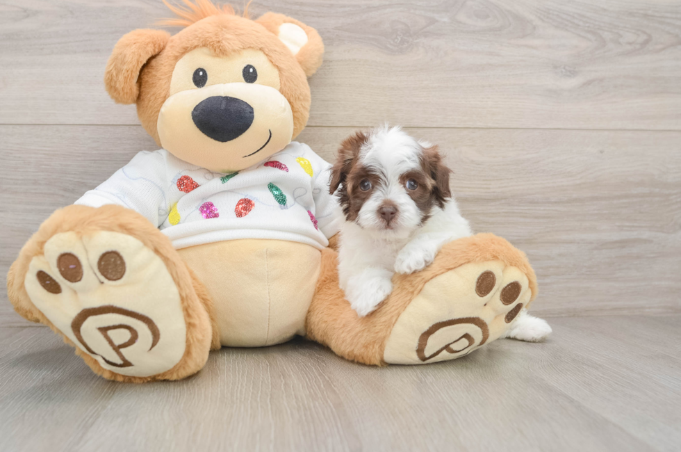 5 week old Havapoo Puppy For Sale - Pilesgrove Pups