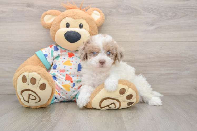 Smart Havapoo Poodle Mix Pup