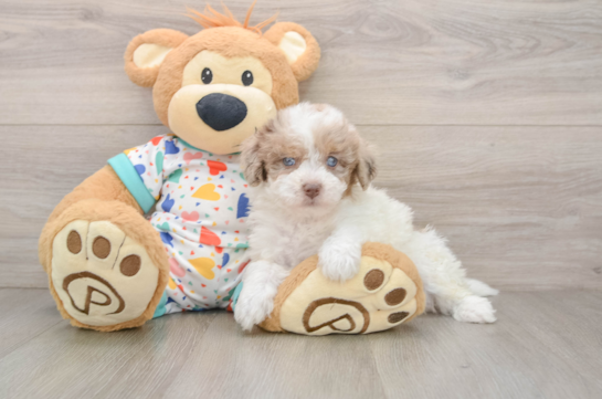 Smart Havapoo Poodle Mix Pup