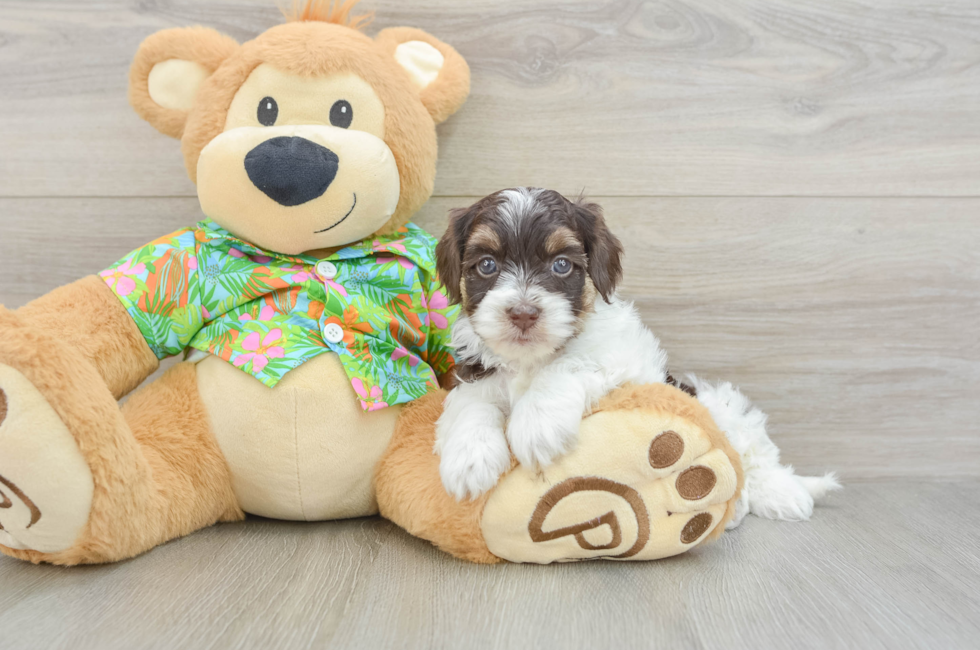 5 week old Havapoo Puppy For Sale - Pilesgrove Pups