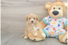 Hypoallergenic Havadoodle Poodle Mix Puppy