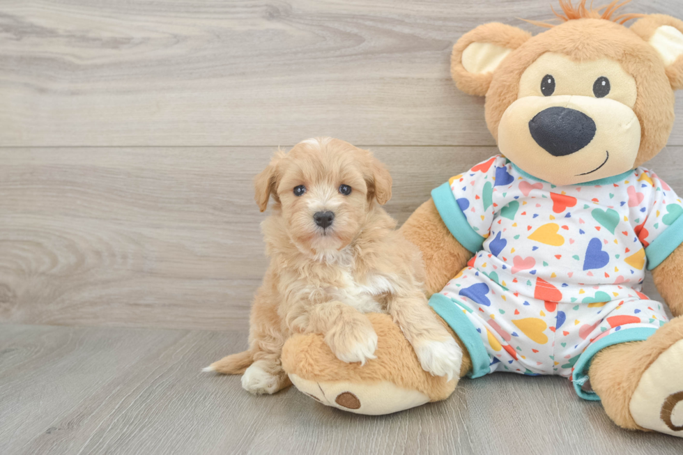 Hypoallergenic Havadoodle Poodle Mix Puppy