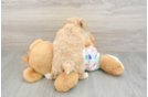 Havapoo Puppy for Adoption